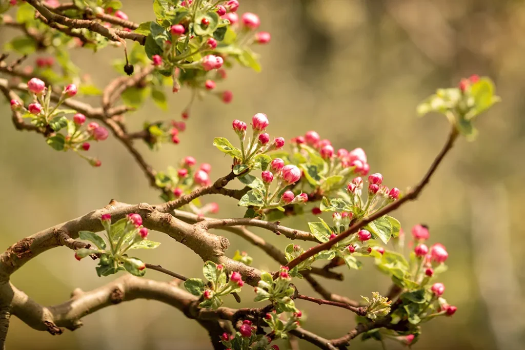 cvet-šljiva-moravka