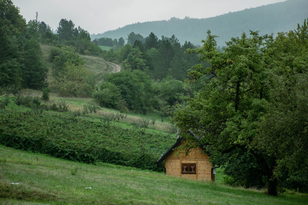 nadmorska visina za uzgoj šljive