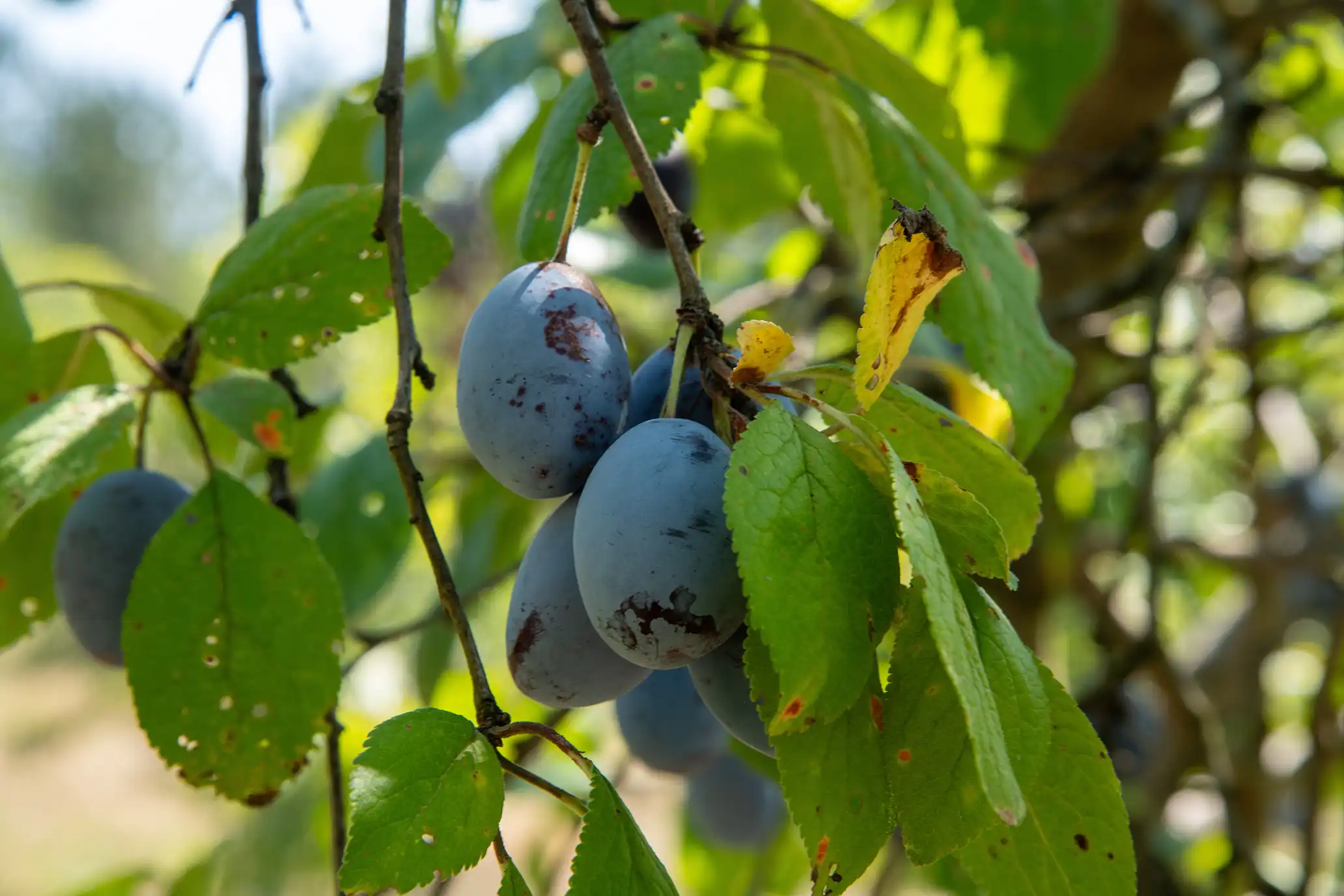 Organic plums in the orchard