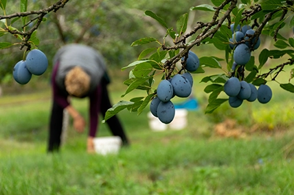 o-nama-sljive-na-grani