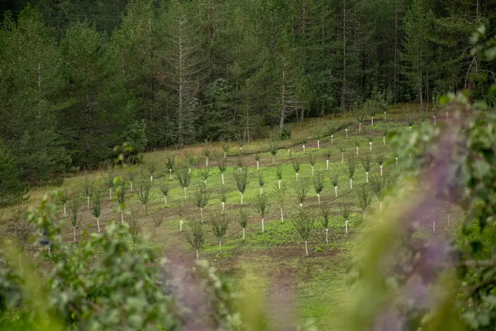 Pogled na mladi voćnjak u planinskom području tokom loše godine za voće