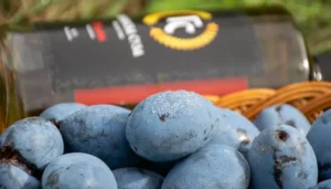 Plodovi šljive i flaša rakije – loša godina za voće